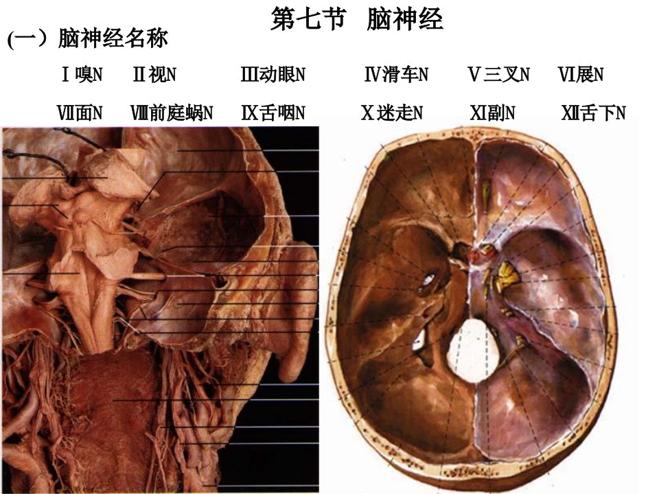 《脑神经解剖生理学》PPT课件