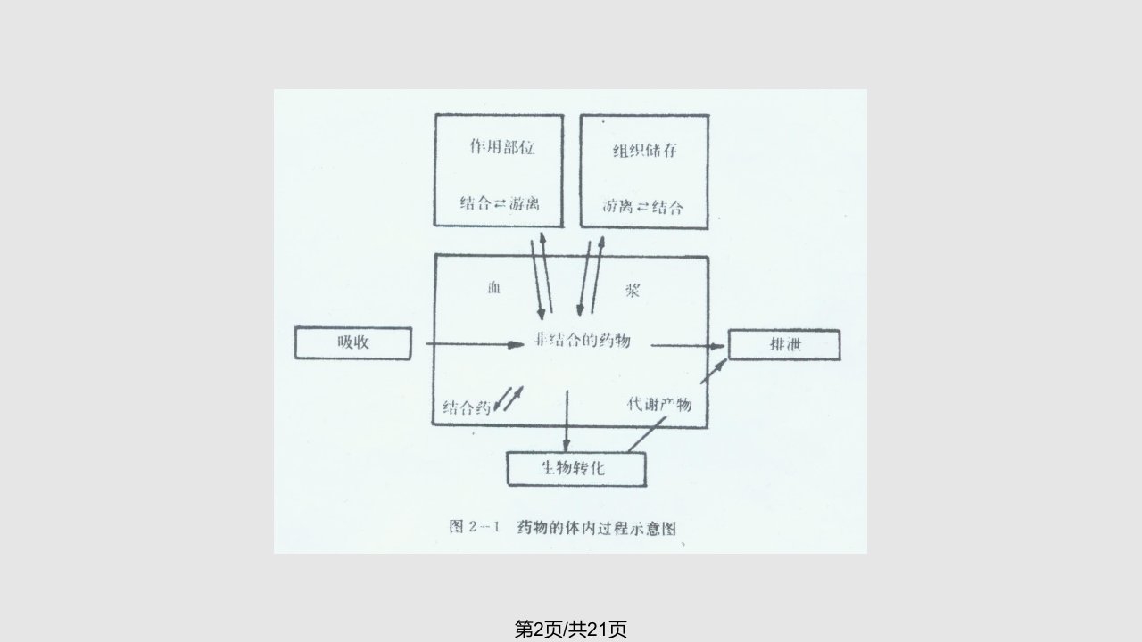 药理学药物代谢动力学