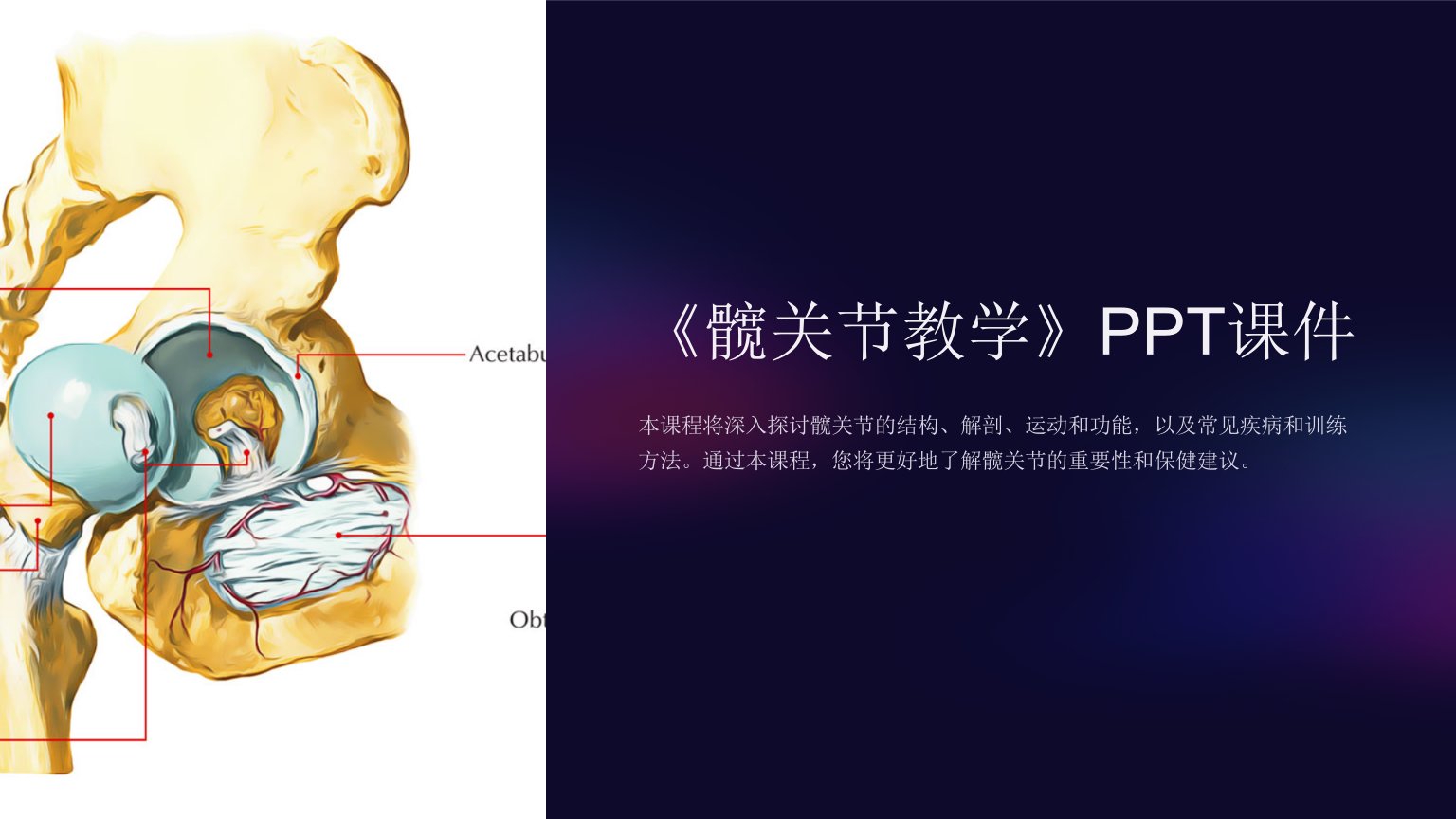 《髋关节教学》课件