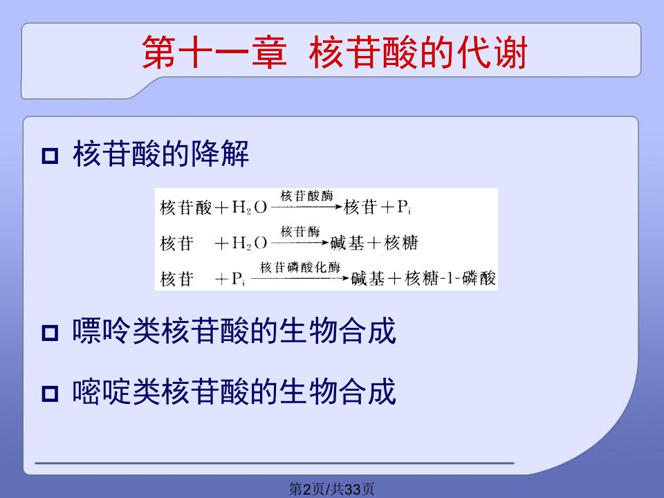 核苷酸代谢5学习