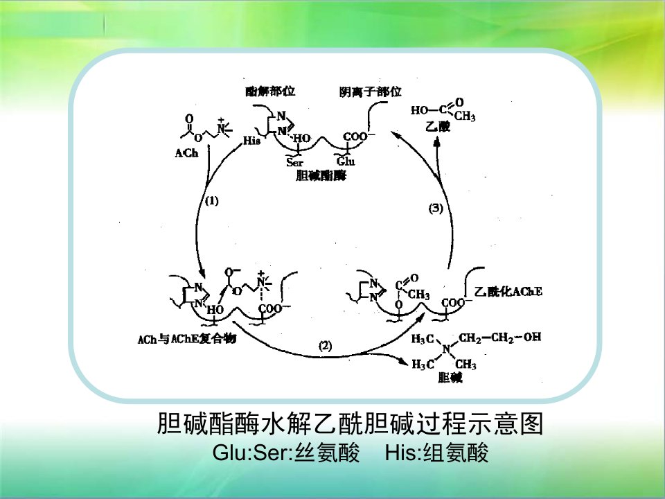 第二节抗胆碱酯酶药