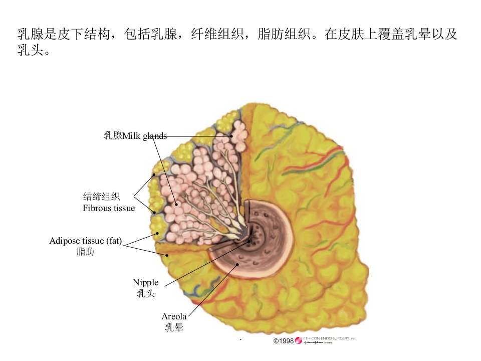 乳腺解剖ppt课件