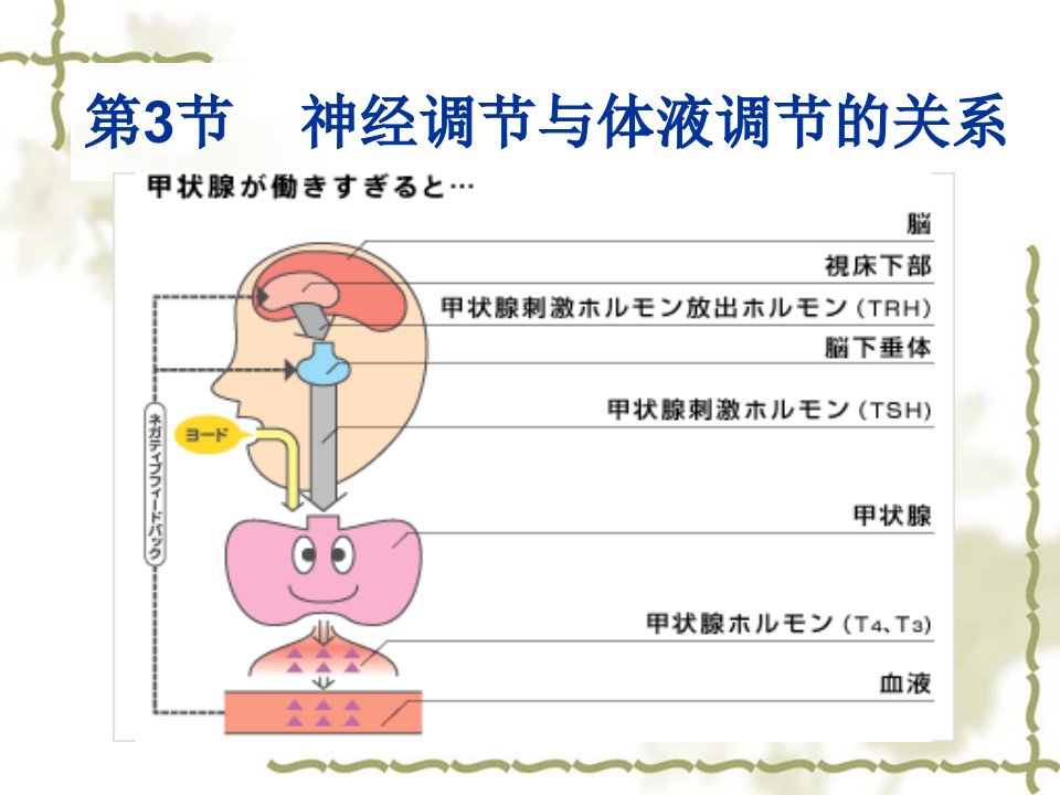 生物第3节神经调节与体液调节的关系课件