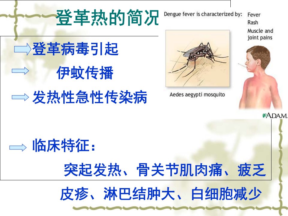 预防登革热和手足口病知识PPT课件