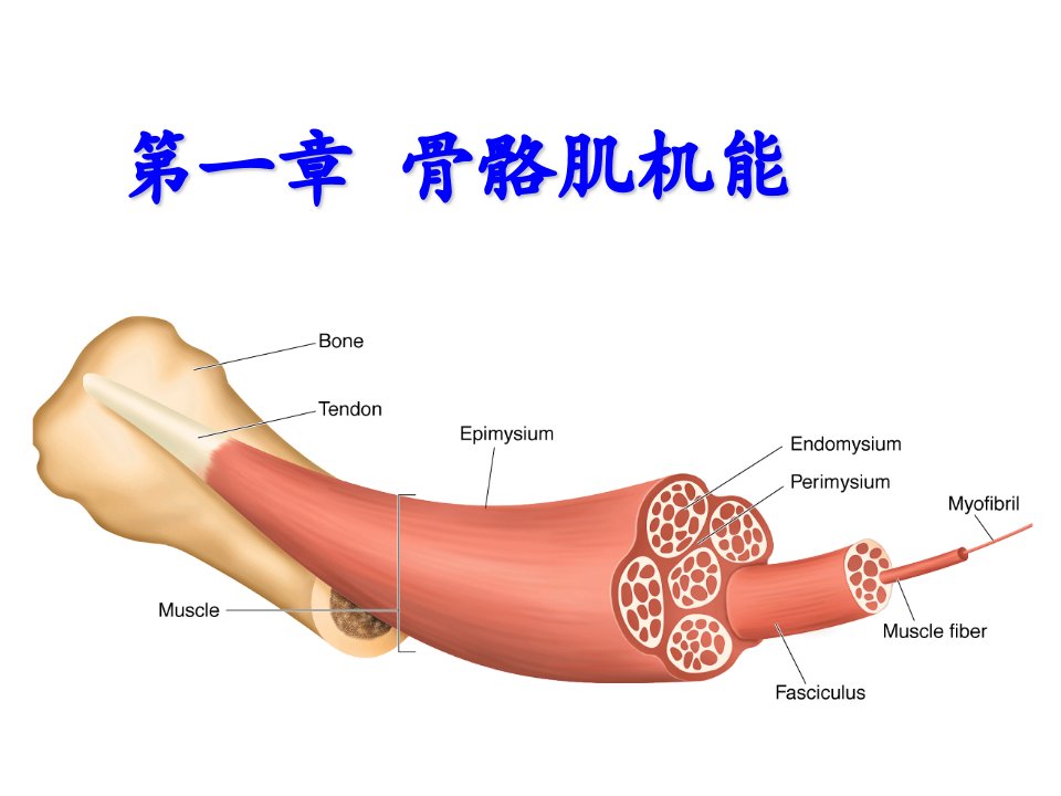 第一章+骨骼肌