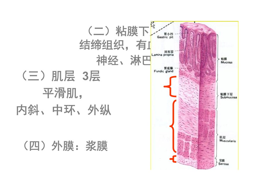 组织学第14章消化管二