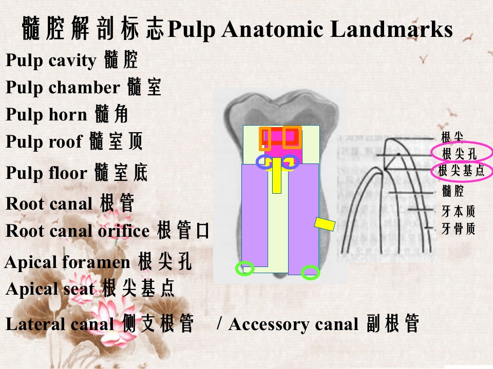 牙齿髓腔解剖复习