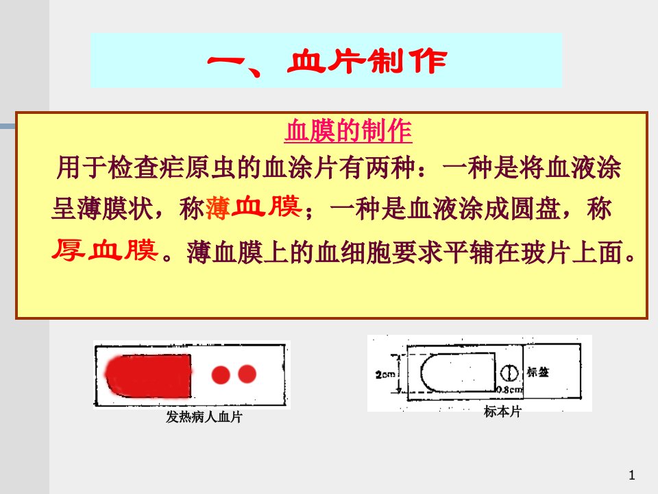 血片制作染色和血检质量控制(5)