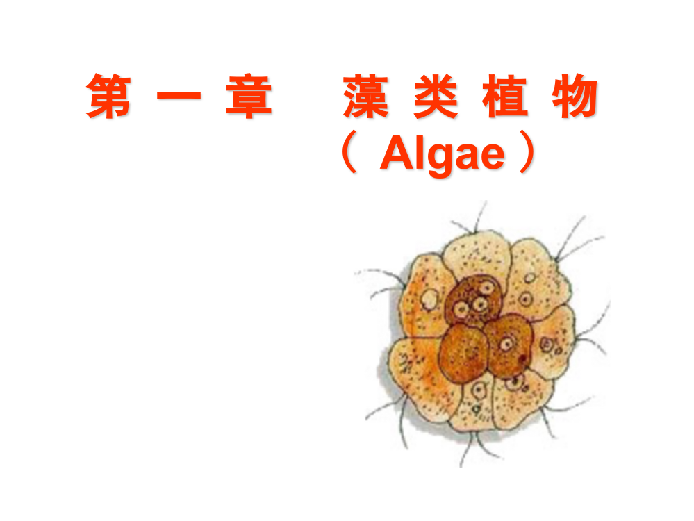 -第一章藻类植物-1-11ppt课件