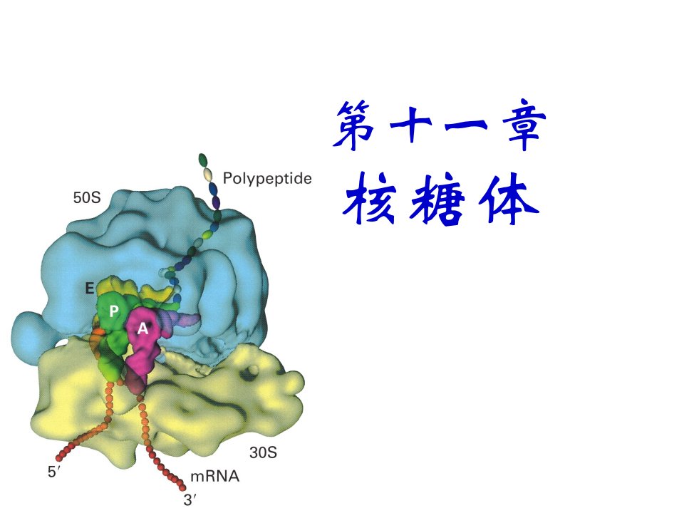 核糖体ribosome2