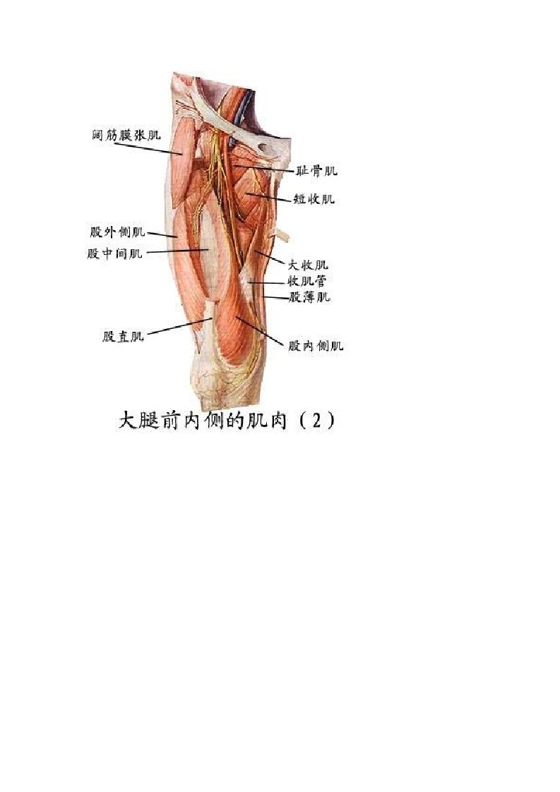 执业医、考研系统解剖图谱