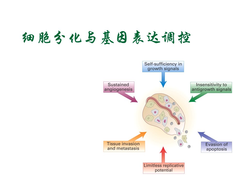 细胞分化与基因表达调控