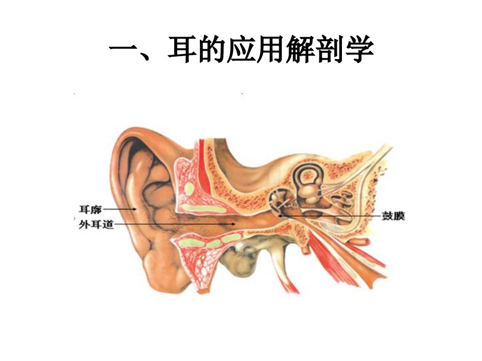 耳的应用解剖CHN