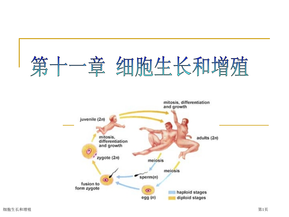 细胞生长和增殖专家讲座