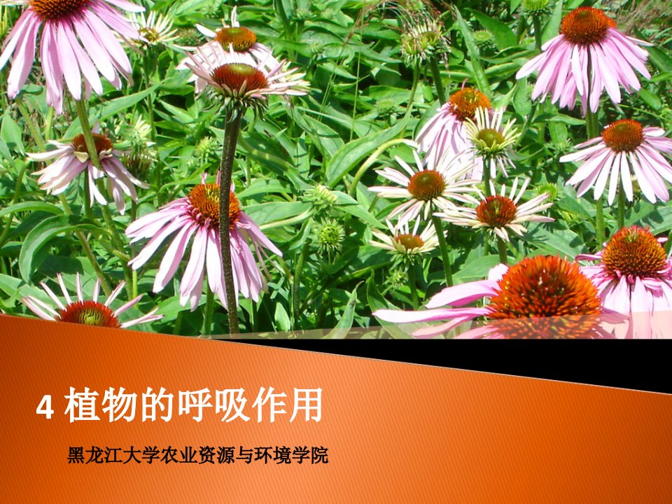 大学植物生理学经典课件04-植物的呼吸作用