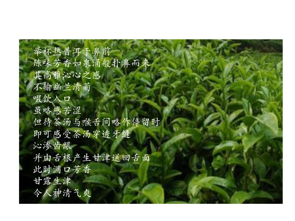 龙润茶茶叶品牌营销传播策划方案》(37页)