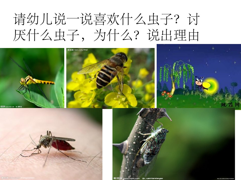 昆虫的秘密ppt课件