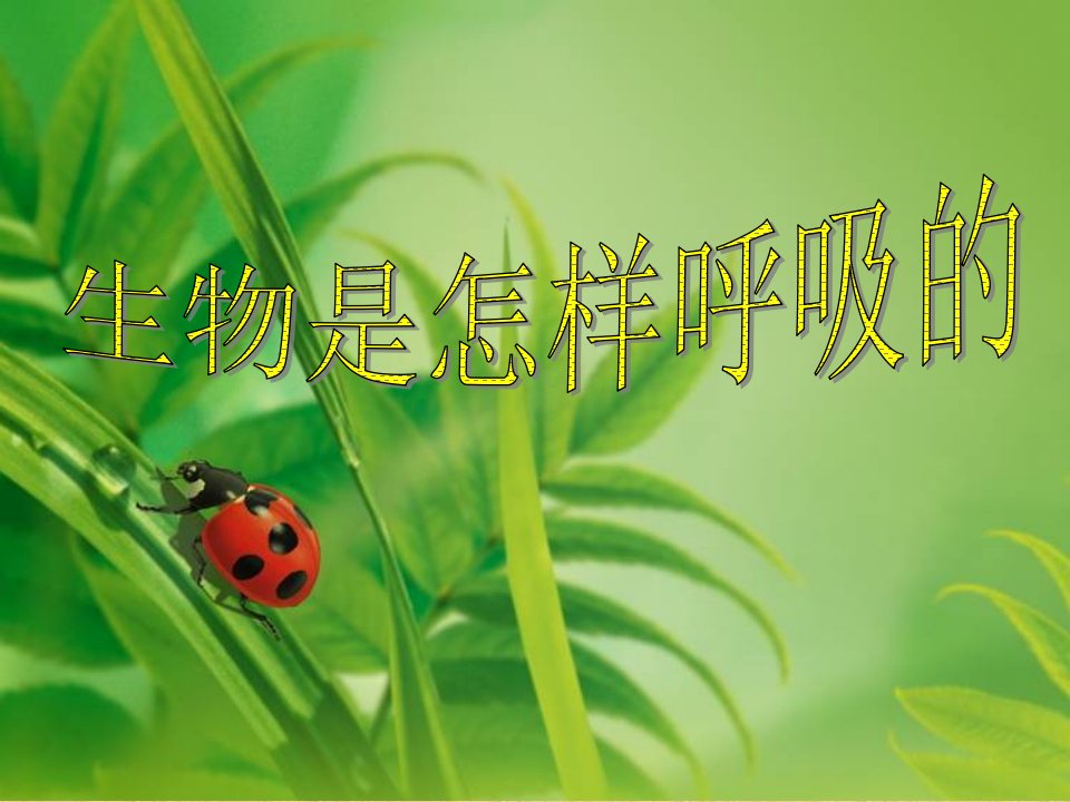 生物是怎样呼吸的ppt课件