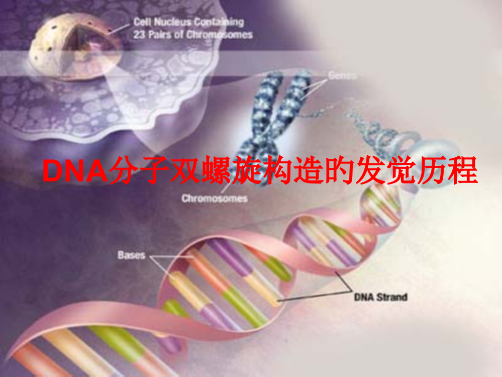 DNA分子双螺旋结构的发现历程