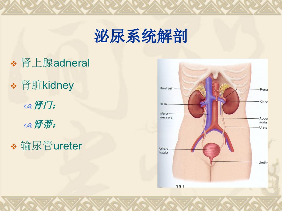 泌尿系统内镜课件