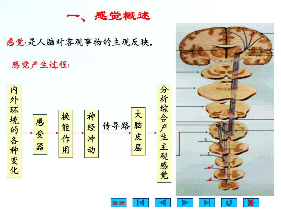 南华大学生理学第九章