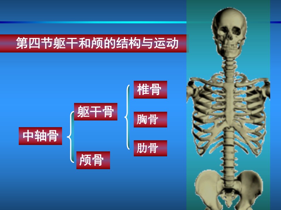 运动解剖学第二章第四节躯干和颅的连接与运动中轴骨-PPT（精）