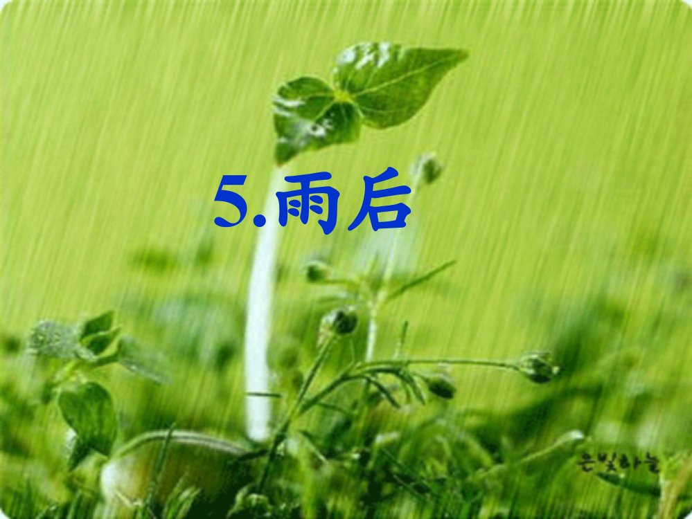 秋三年级语文上册《雨后》课件3