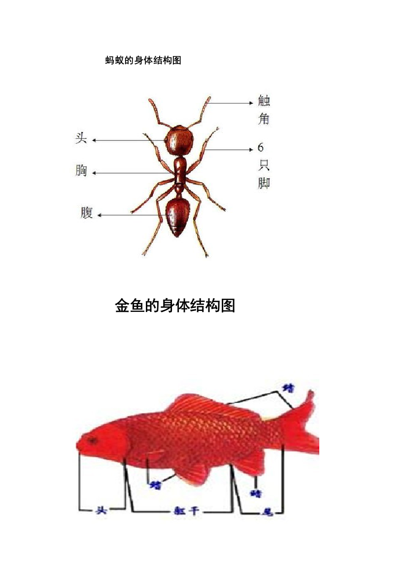 蚂蚁的身体结构图