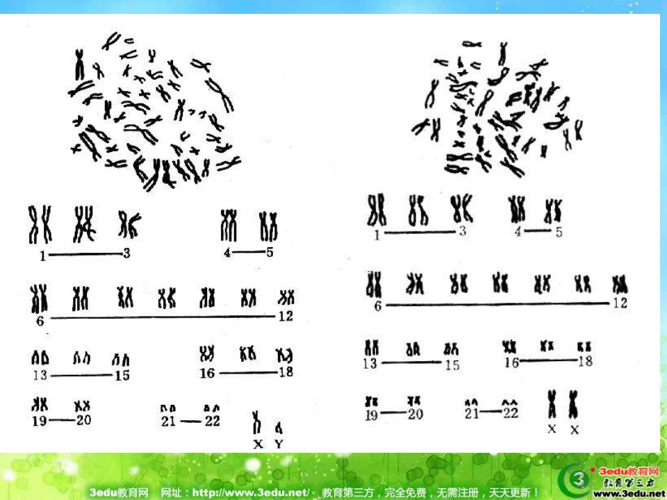 高二生物染色体与遗传课件