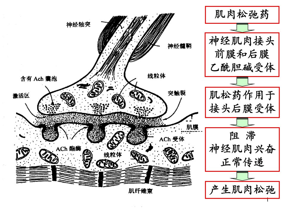 肌松药专家共识