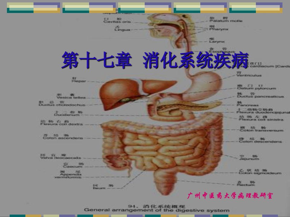 消化系统常见疾病PPT