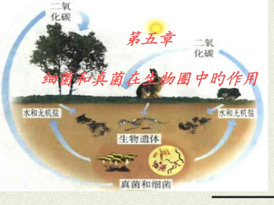 八年级生物人类对细菌和真菌的利用3市公开课获奖课件省名师示范课获奖课件