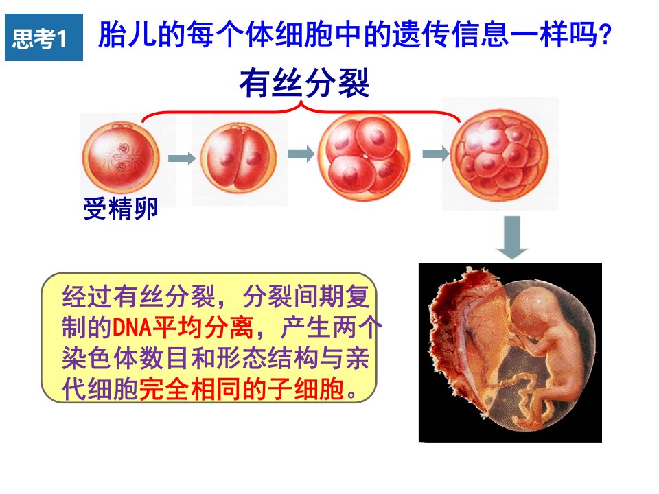 细胞分化和植物细胞的全能性