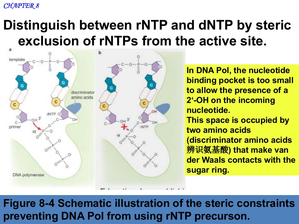 遗传学教学课件-dna聚合酶