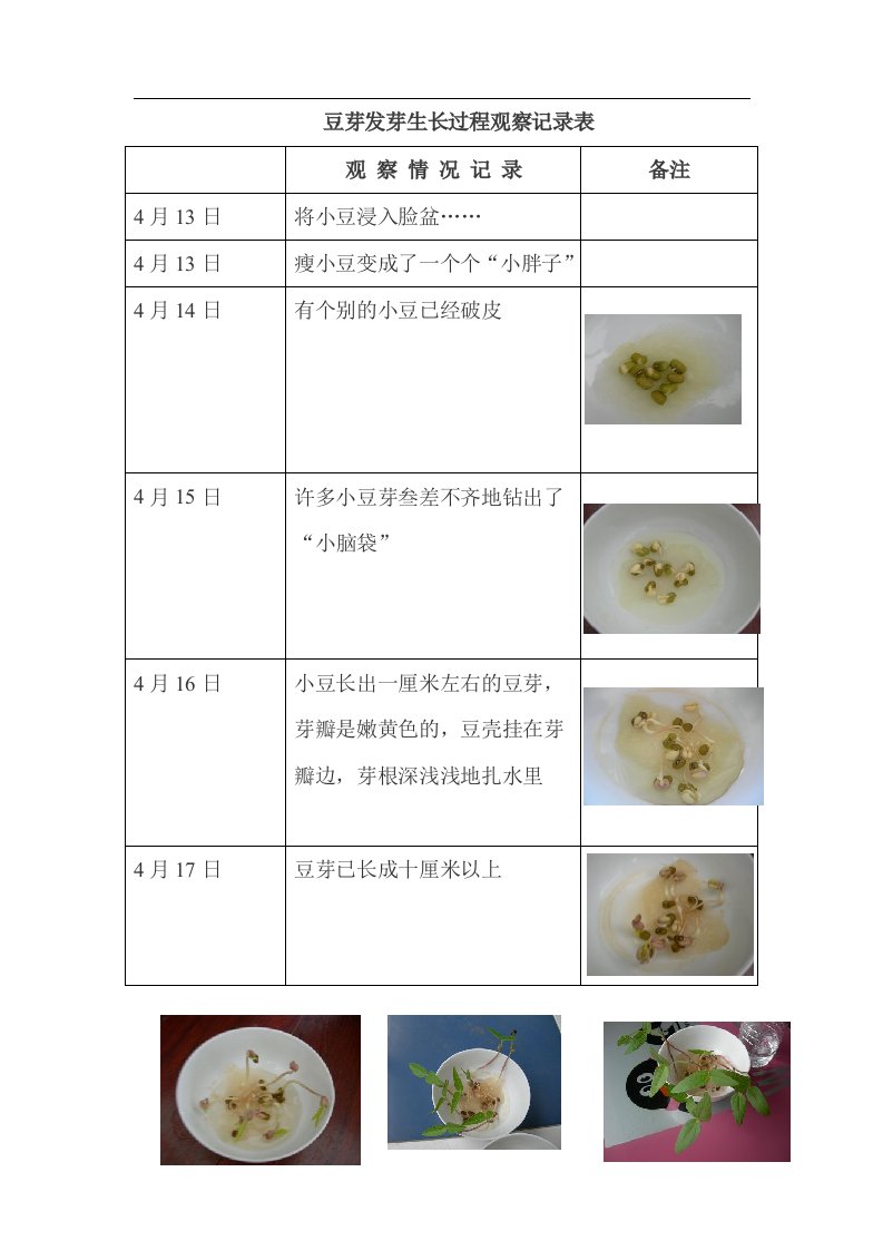 豆芽发芽生长过程观察记录表