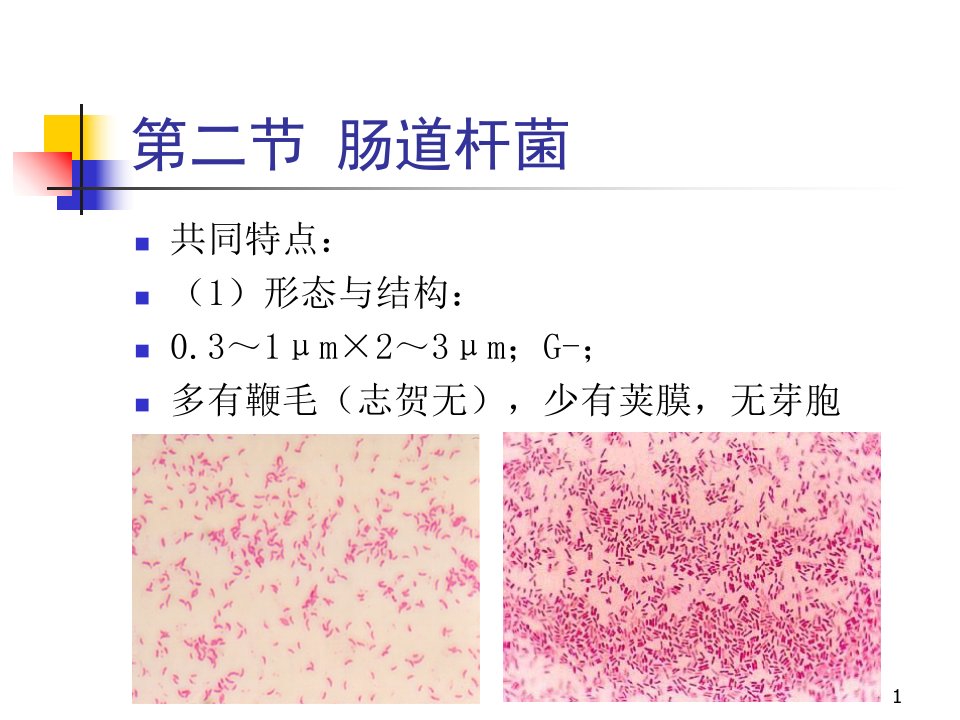 教学课件第五章第二节肠道杆菌