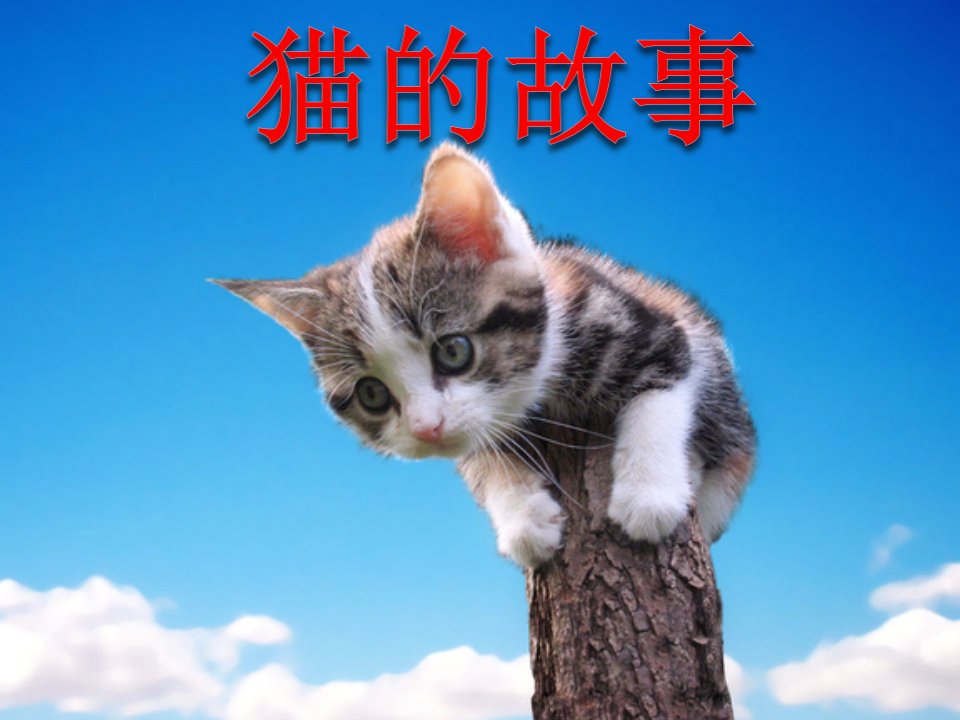 看图想像作文：猫的故事