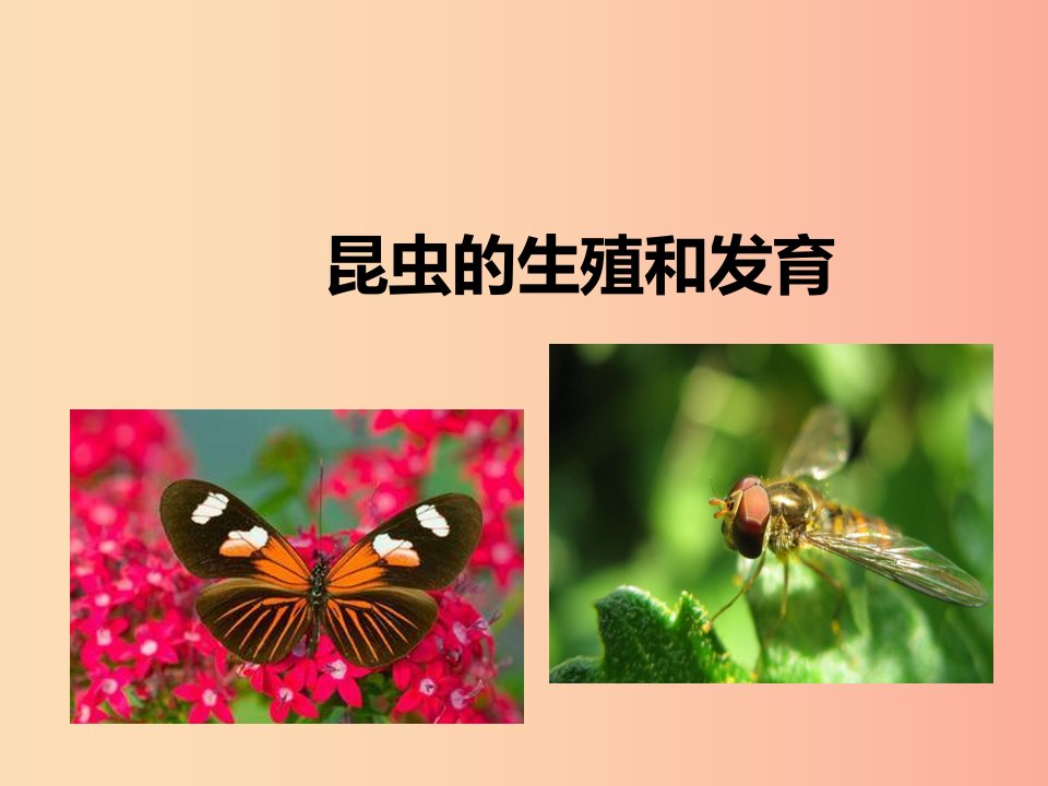 2019年八年级生物上册4.2.1昆虫的生殖和发育课件1新版济南版