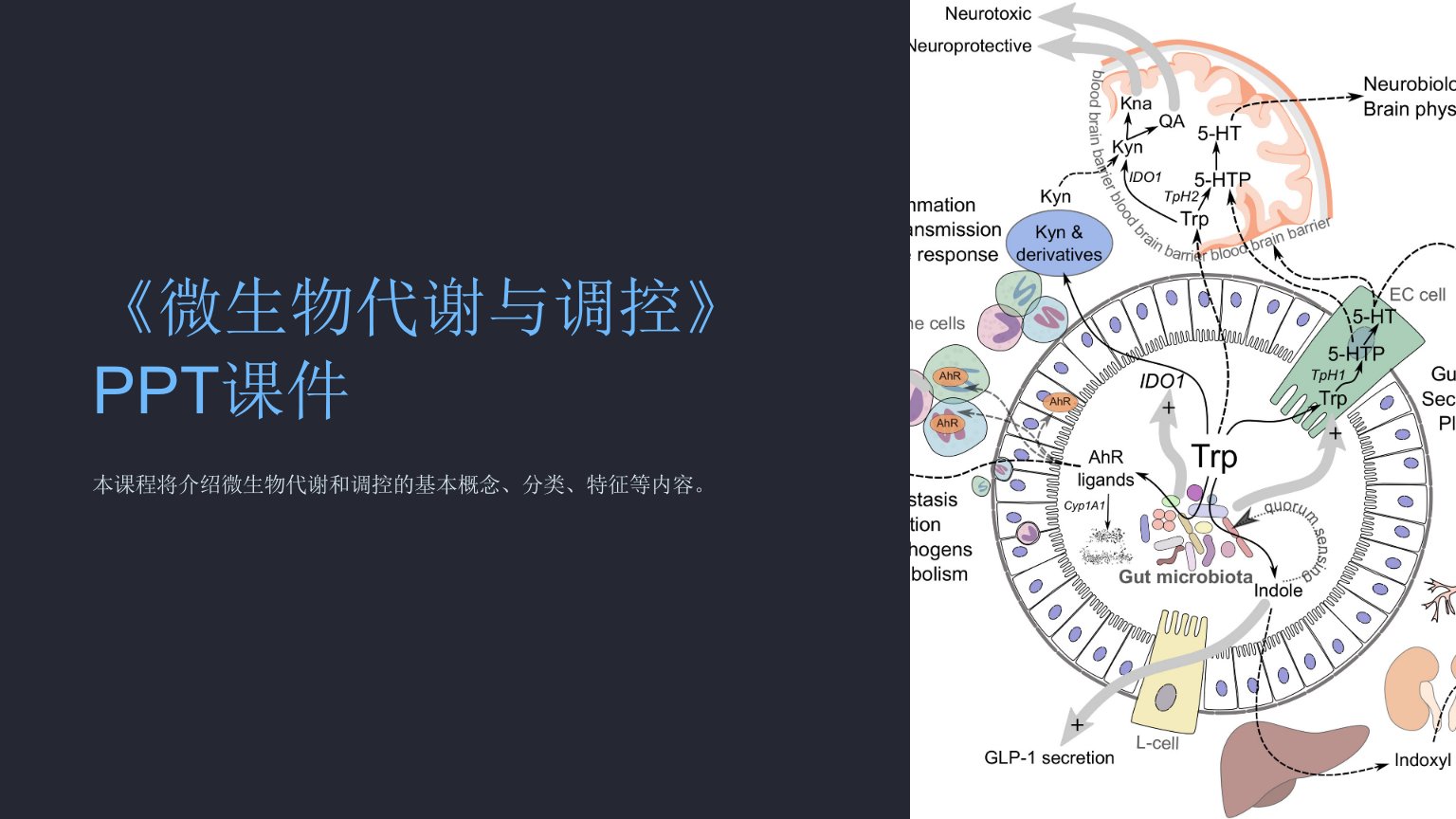 《微生物代谢与调控》课件