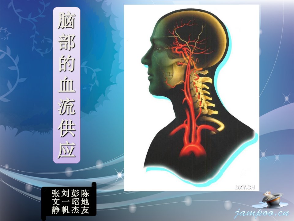 脑部的血管供应