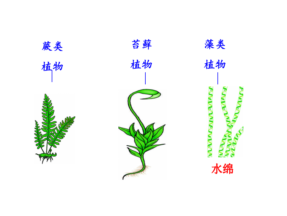 初中生物总复习植物