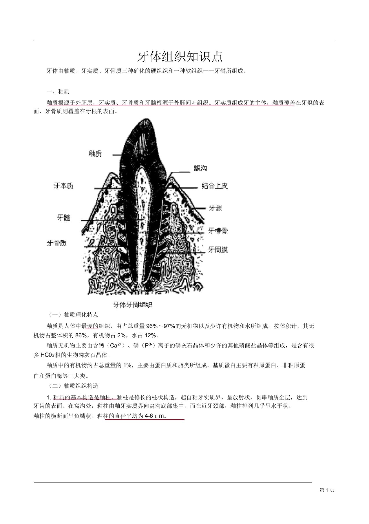 牙体组织知识点