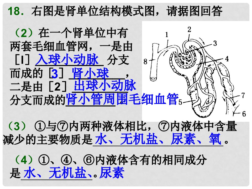 山东省滕州市大坞镇大坞中学七年级生物下册《人体内物质的运输》课件