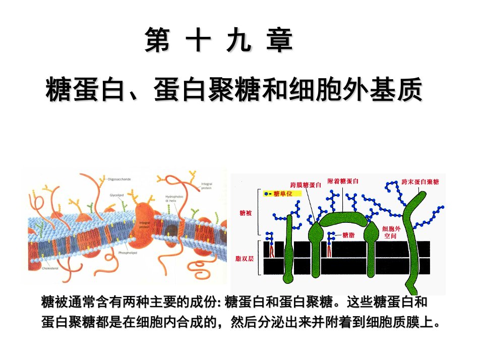 糖蛋白、蛋白聚糖和细胞外基质