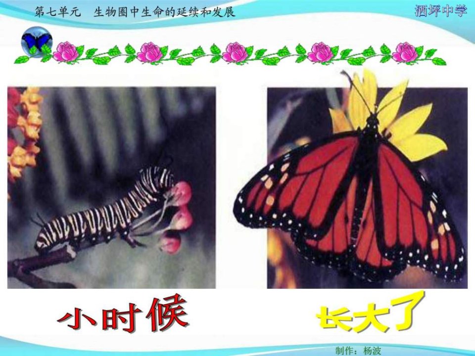 第二节-昆虫的生殖和发育图文.ppt46