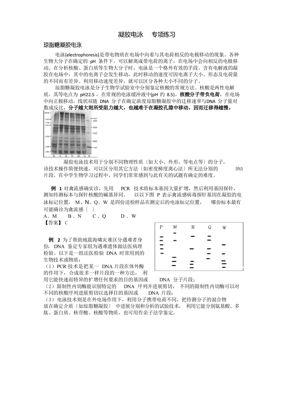 2023年届高考生物二轮复习：凝胶电泳讲义