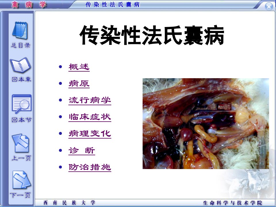 精品课程《禽病学》ppt