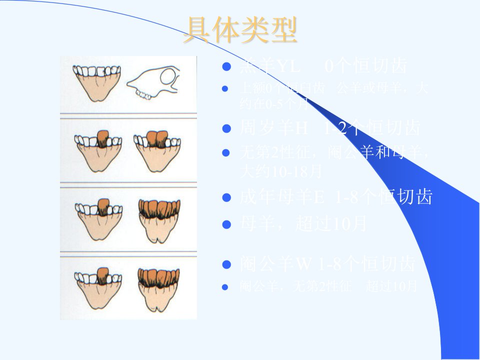 澳洲肉品手册绵羊肉