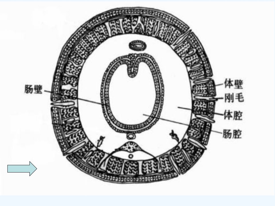 人教初中生物八上《第5单元