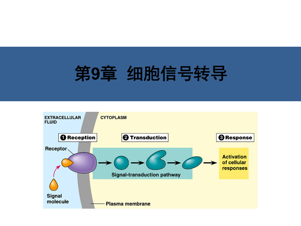(完整版)第9章--细胞信号转导